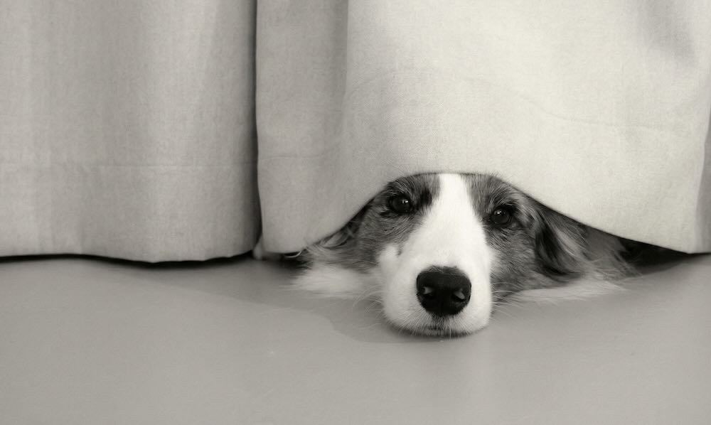A puppy peeking out from under a curtain